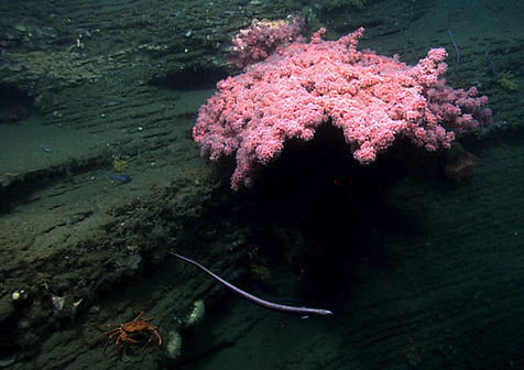 bubblegum_coral_norfolk_canyon