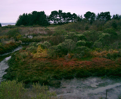 arcata_wetland