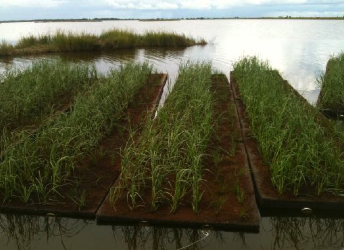 biohaven_floating_wetland