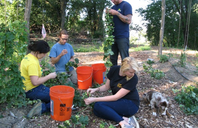 Urban_hop_harvest