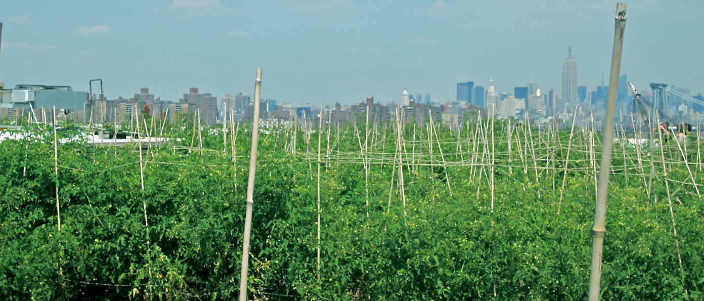 brooklyn_grange_urban_farm