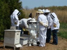 beekeeping_pic