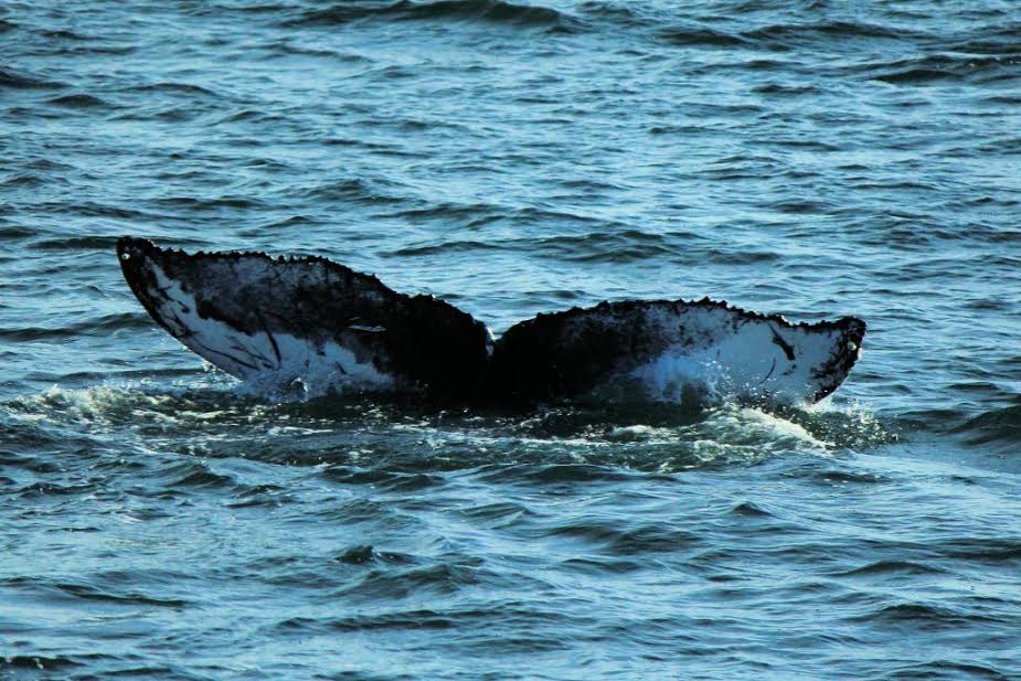 whale_pic