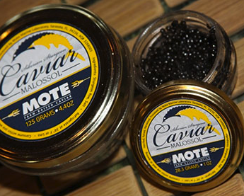 mote_caviar