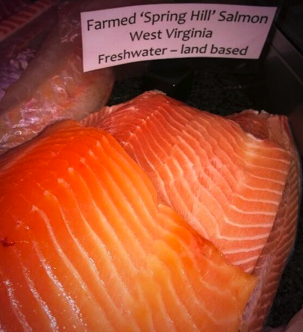 spring_hill_salmon