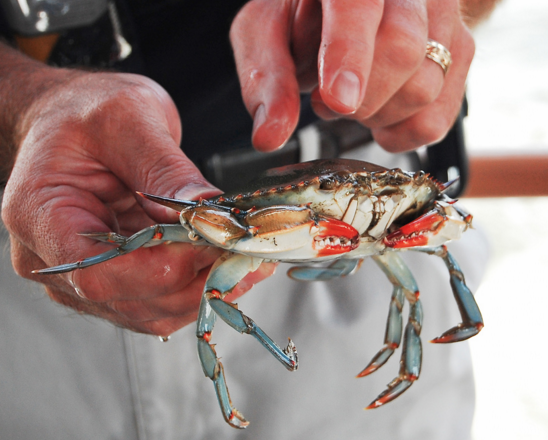 blue_crab_pic