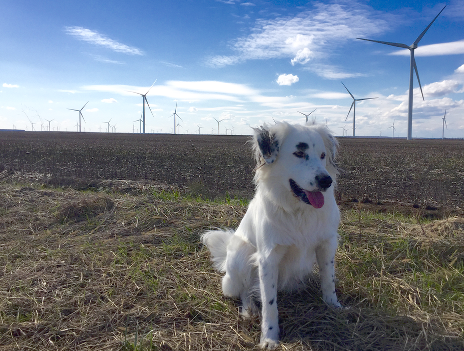 Avangrid_Wind_Farm