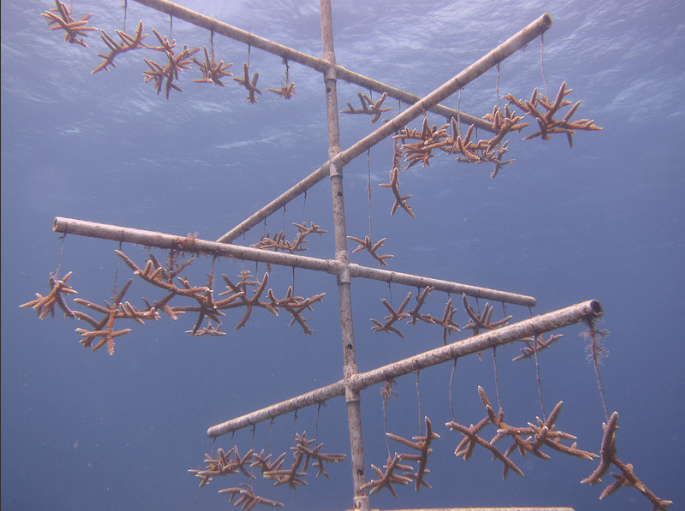 NOAA_Stgaghorn_Coral_Nursery